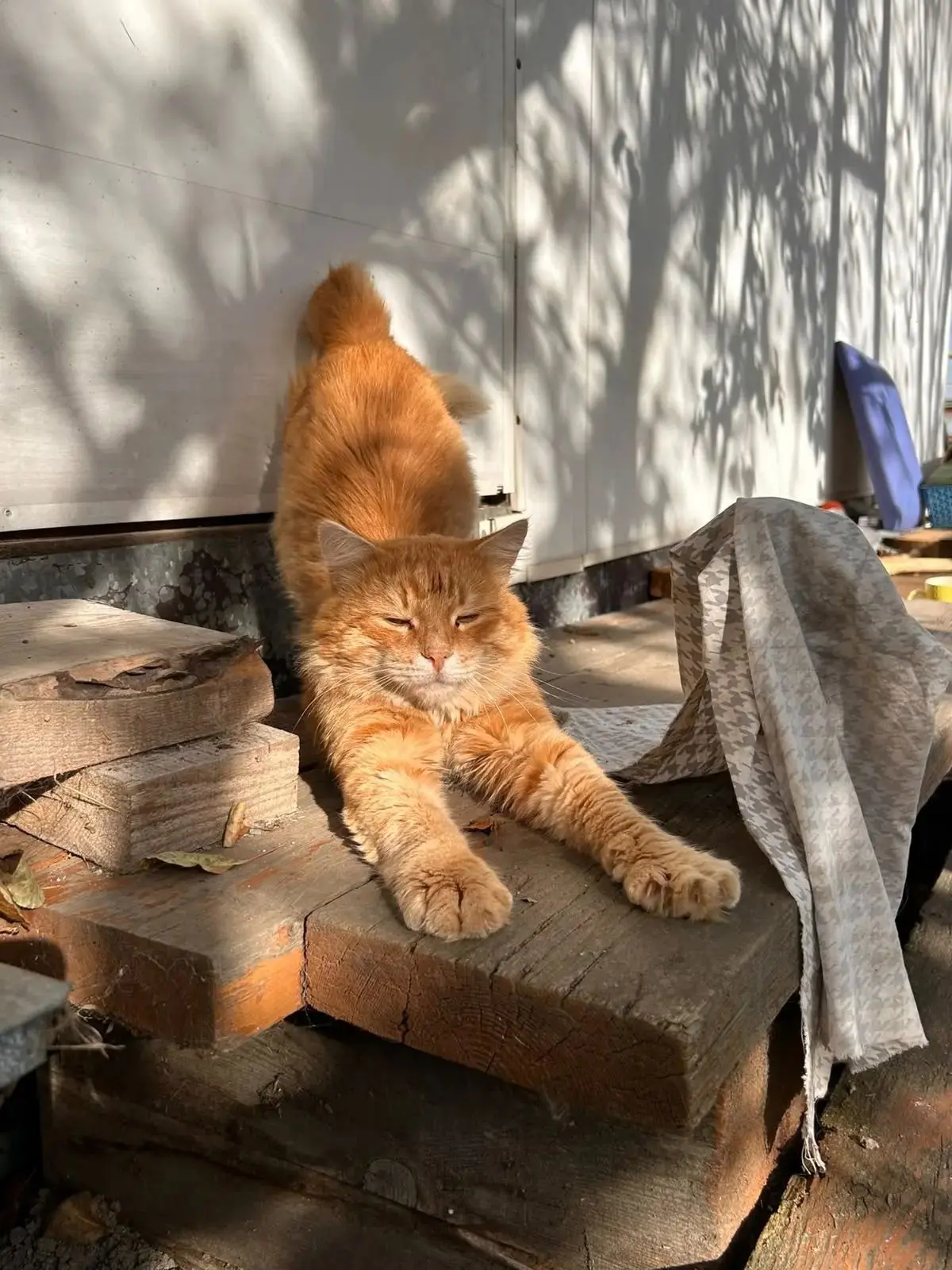 РЫЖИК💖🐾🔥