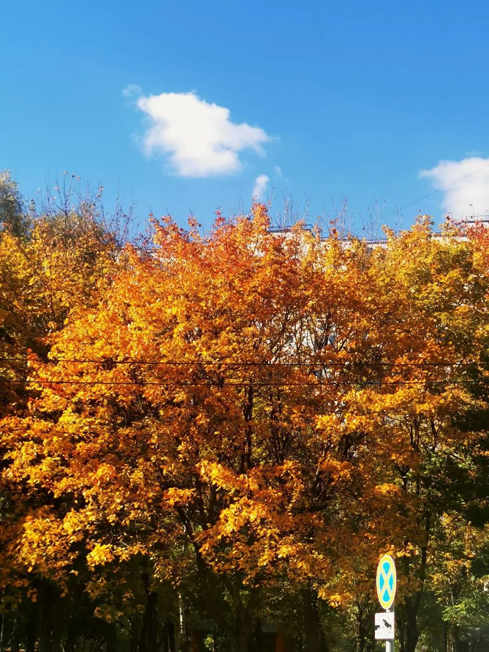 Октябрь в самых тёплых оттенках🍁
