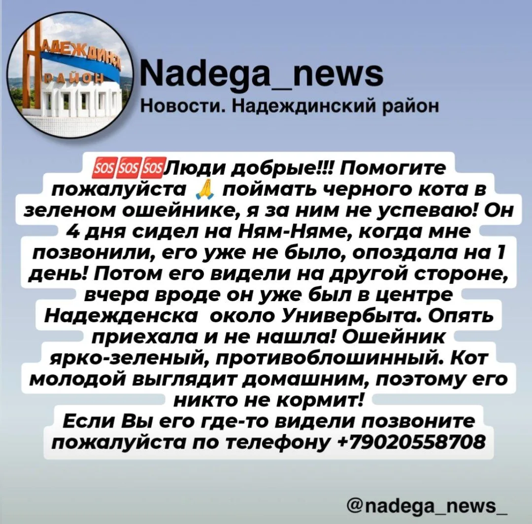 От подписчика: 🆘🆘🆘Люди добрые!!! Помогите пожалуйста 🙏 поймать черного кота в зелен...