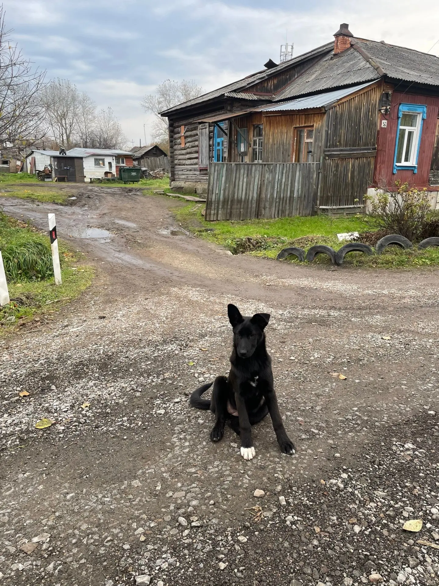 На Урицкого 50 ,52 бегает чья то собака, мы накормили её, но хозяев так и не увидели, н...