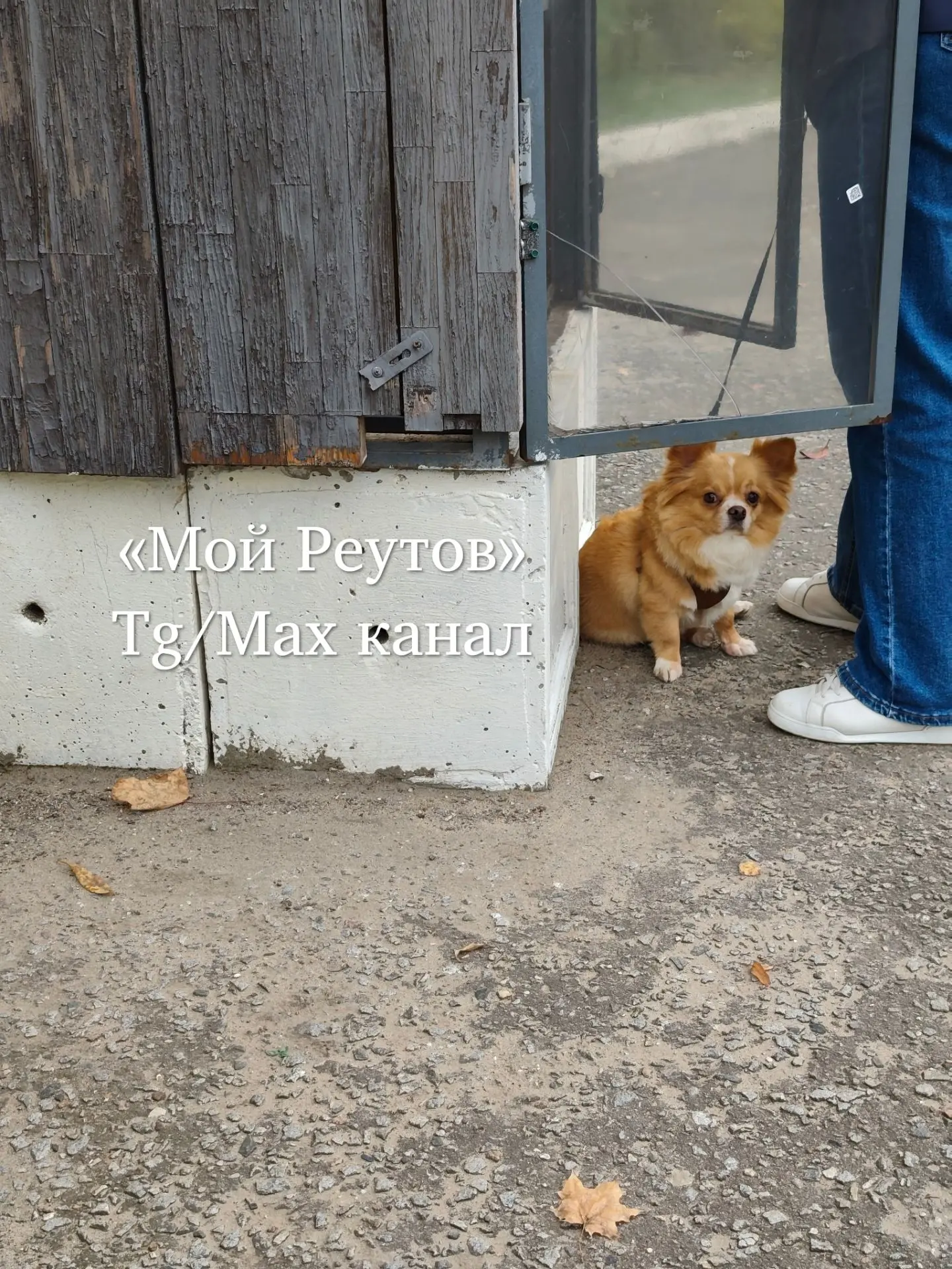 🐾 Вот такая милашка замечена на Фабричном пруду у шкафчика буккроссинга. Ждет, пока хо...