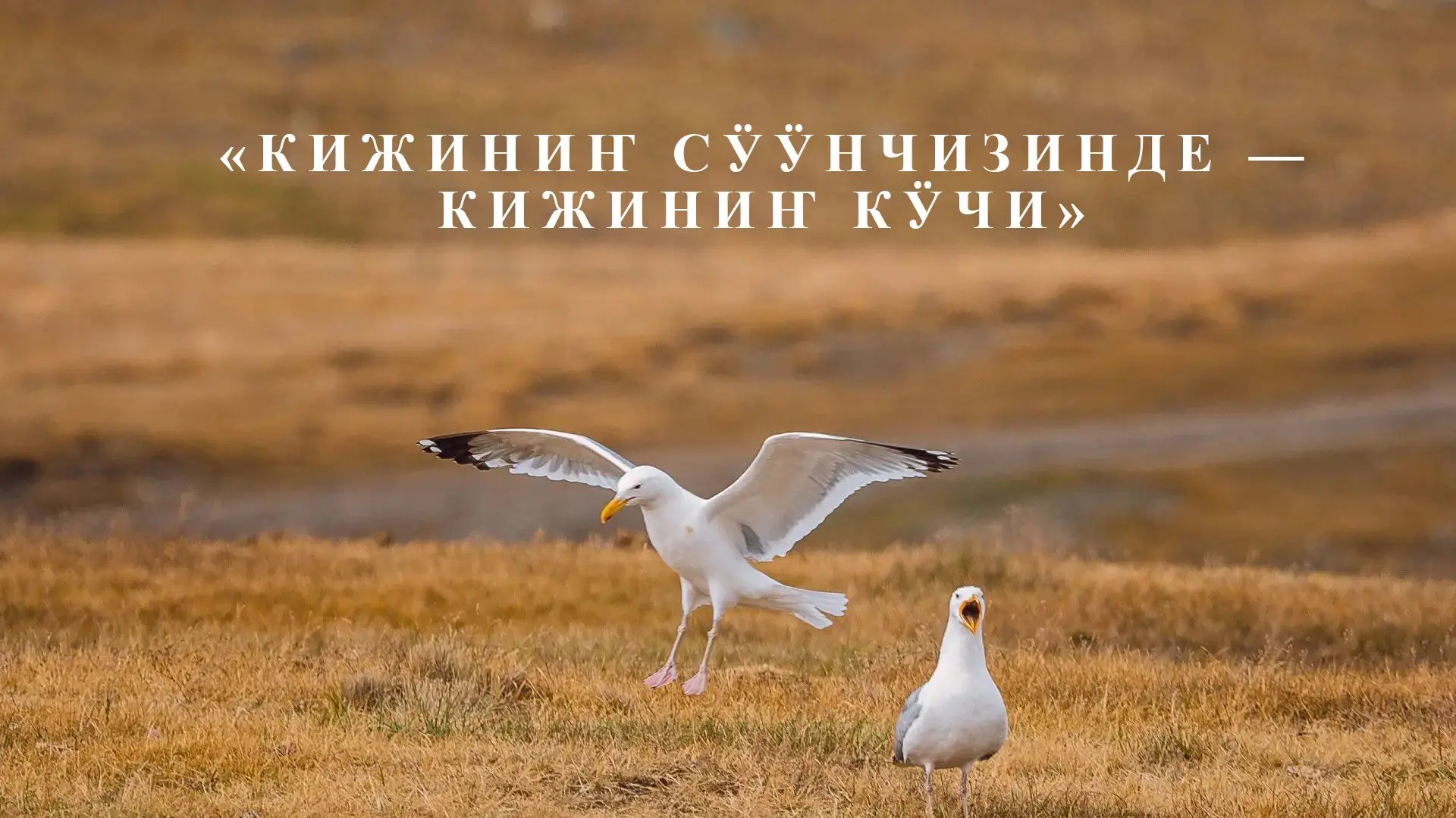 «Ойгор санаа»: «Кижиниҥ сӱӱнчизинде — кижиниҥ кӱчи» (В радости человека — сила человека)