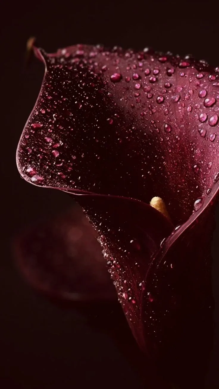 🍒😍