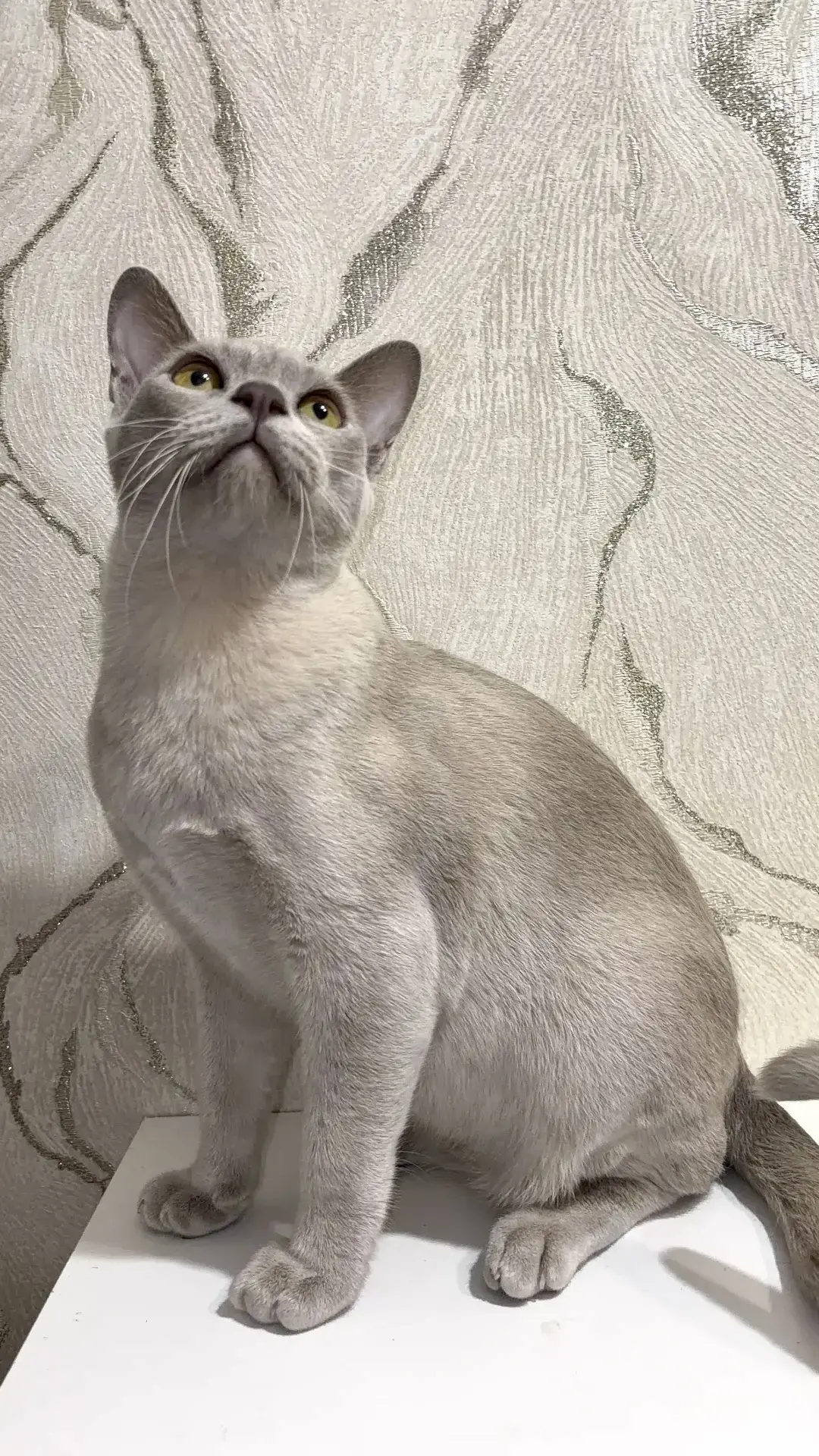 Европейская бурманская кошка