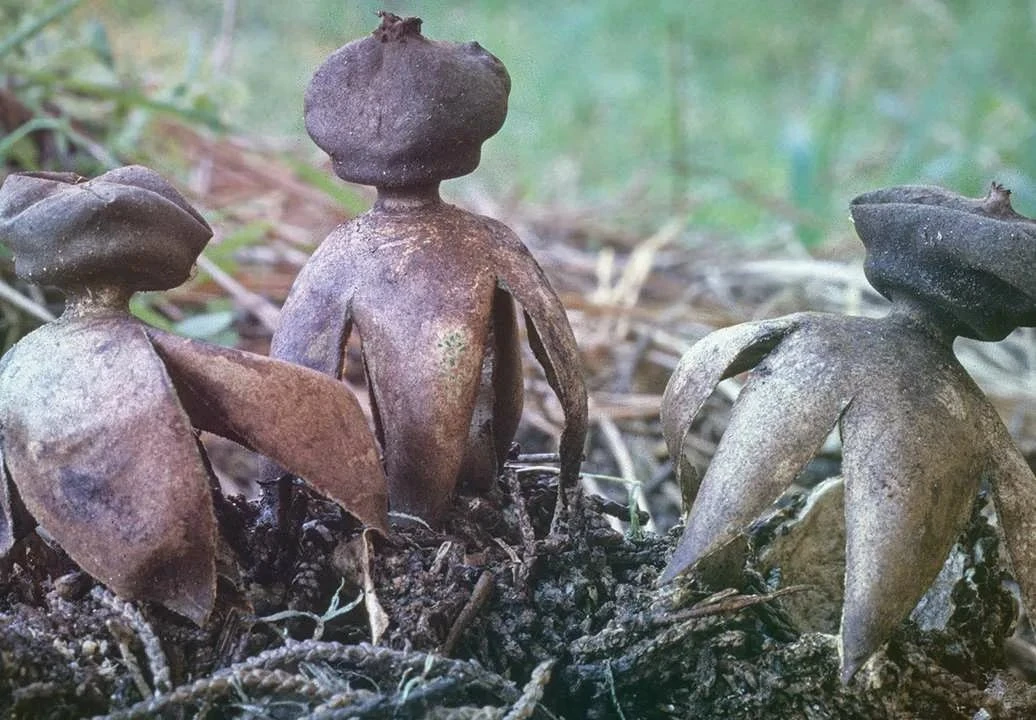 🍄 Необыкновенное чудо в Лыткарине!