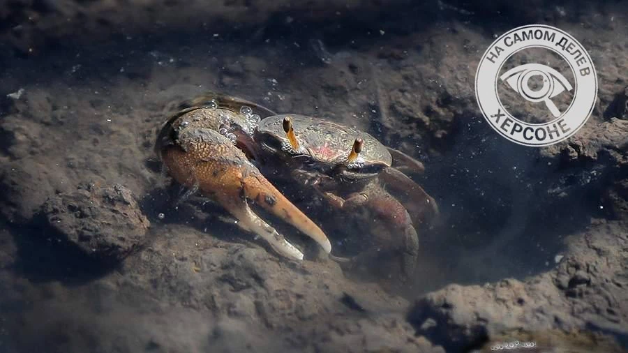 🦀 Одной моли нам мало. В Азовском море расплодился краб-вселенец