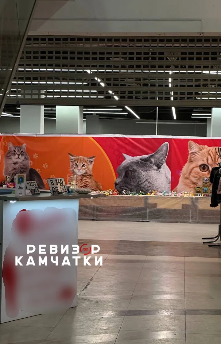 «Задыхаются и мёрзнут»: на «театр кошек» в ТЦ «Глобус» пожаловались соседи