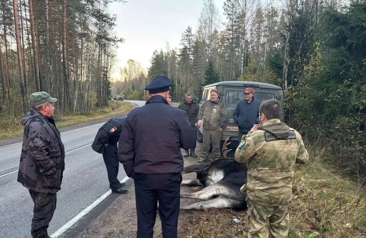 На трассе в Ленинградской области задержали вооруженного мужчину с собаками после гибел...