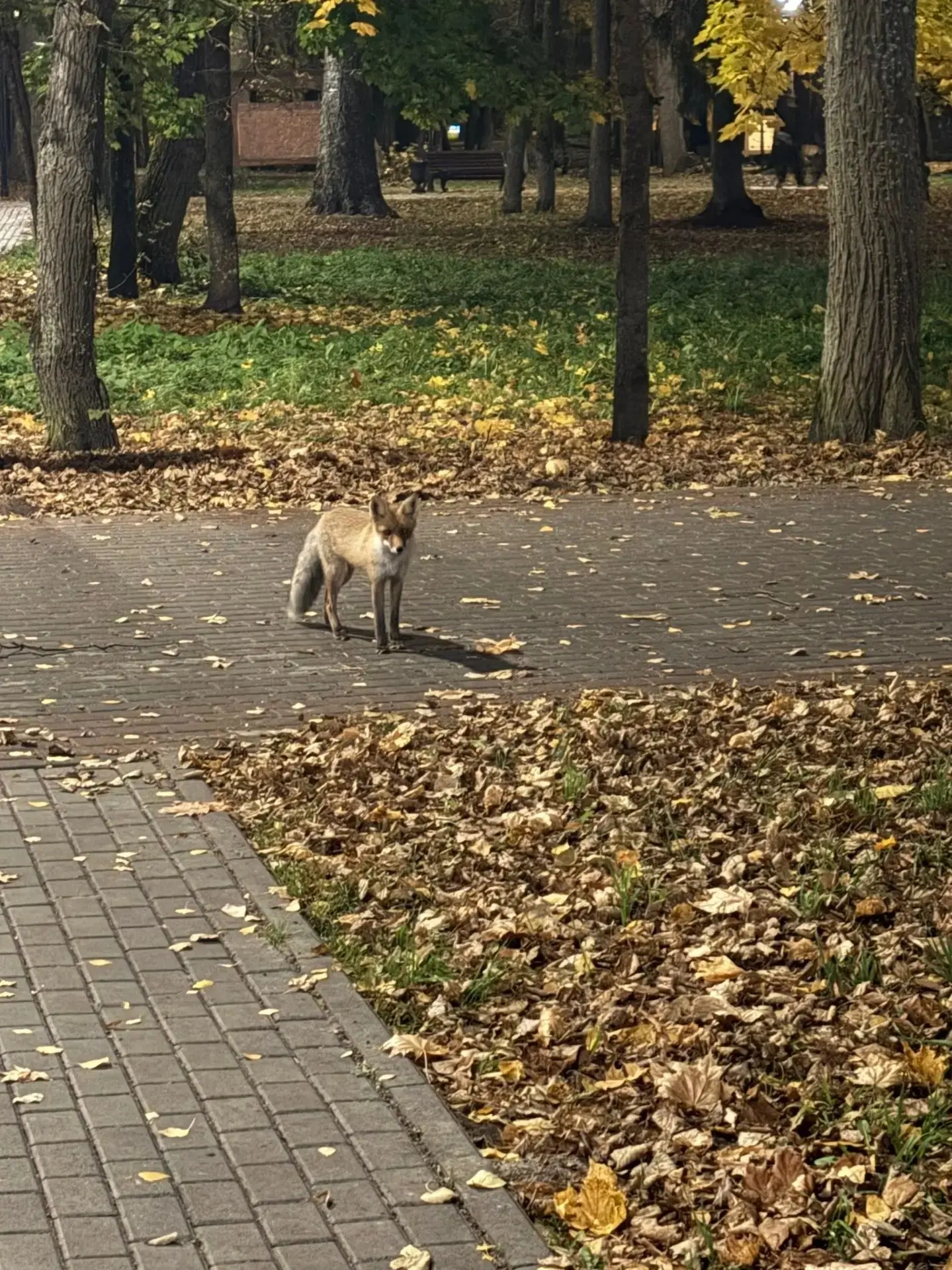 И снова лиса в центре Сарова 🦊