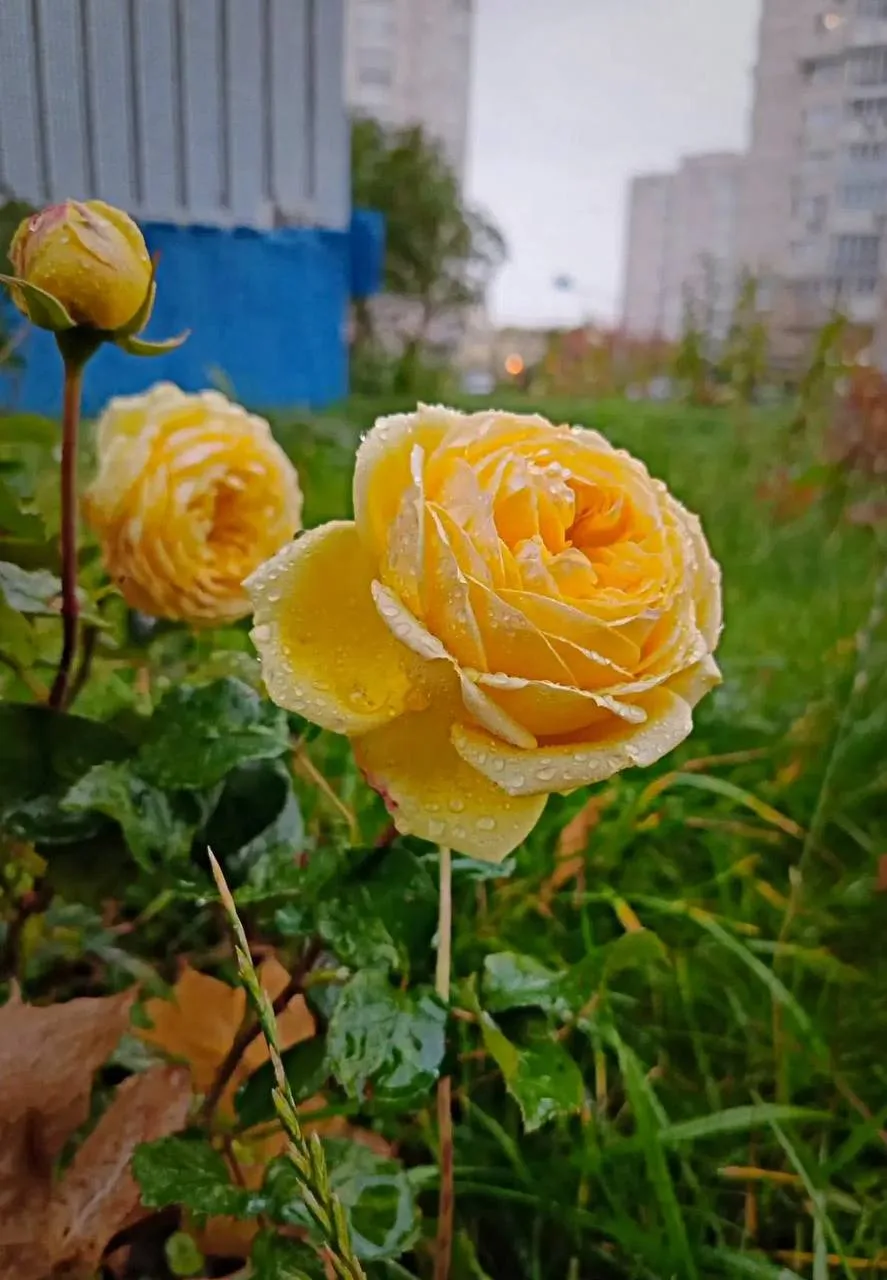 Кусочек лета в этой осенней среде 🌹