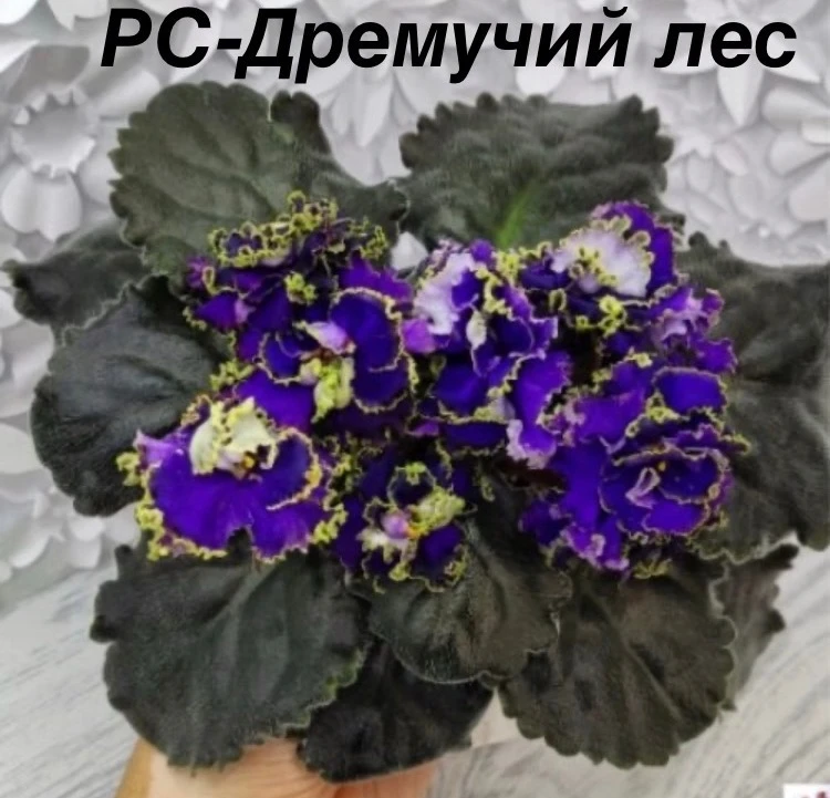 Продам деток сортовой фиалки, цена 100р