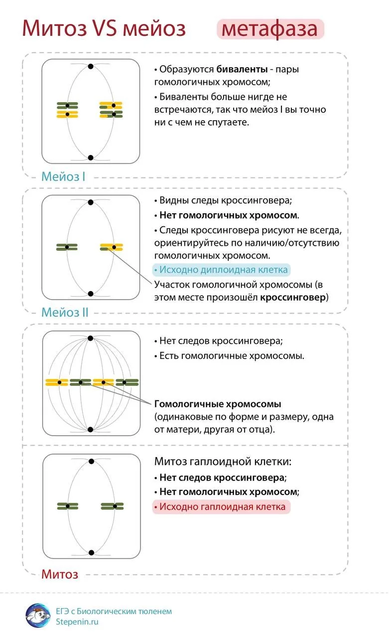 Сегодня научимся различать митоз и мейоз!