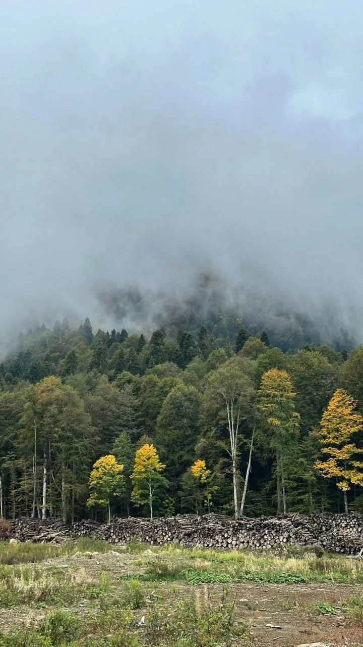 🌲 Харгинский лес