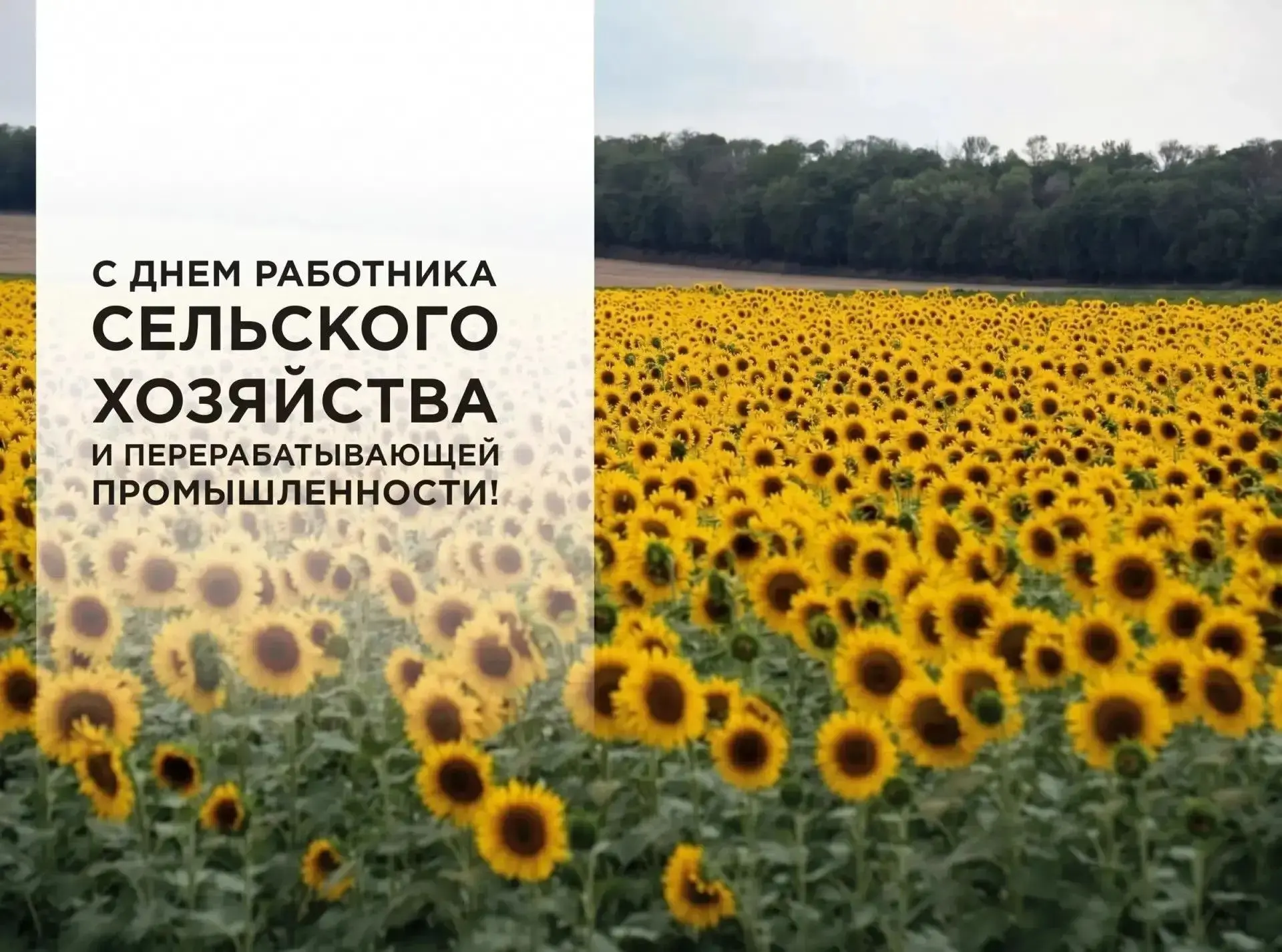 Уважаемые труженики и ветераны сельского хозяйства и перерабатывающей промышленности!