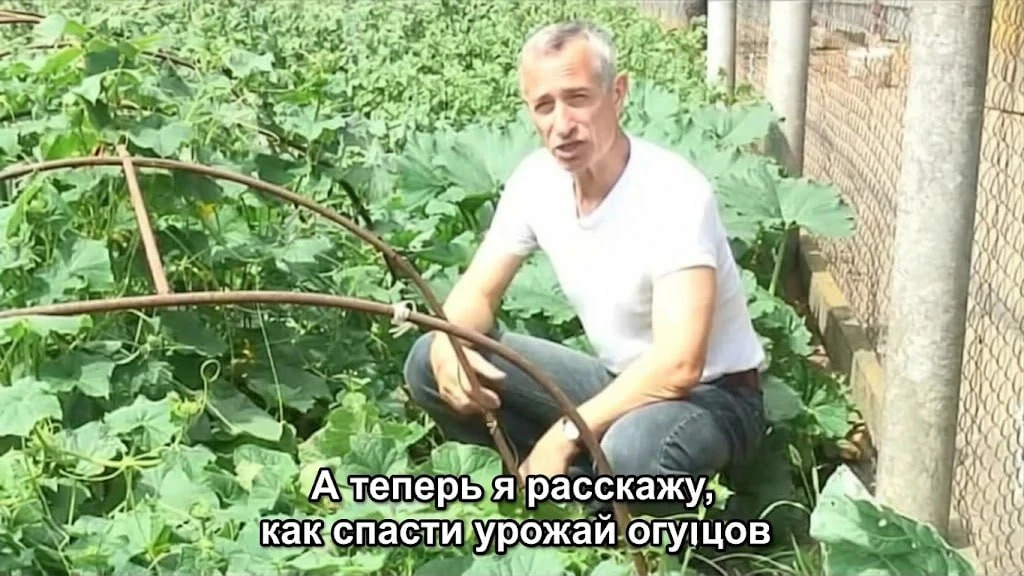 Наша погодка снова внесла коррективы в отчеты чиновников. Министр сельского хозяйства о...