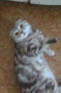потерялся  серый чистый с пятнышками  вислоухий кот отзывается на имя барс Барсик , чис...