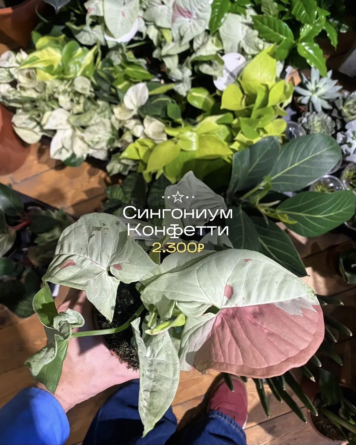 В «Июле» новые зелёные друзья! 🪴
