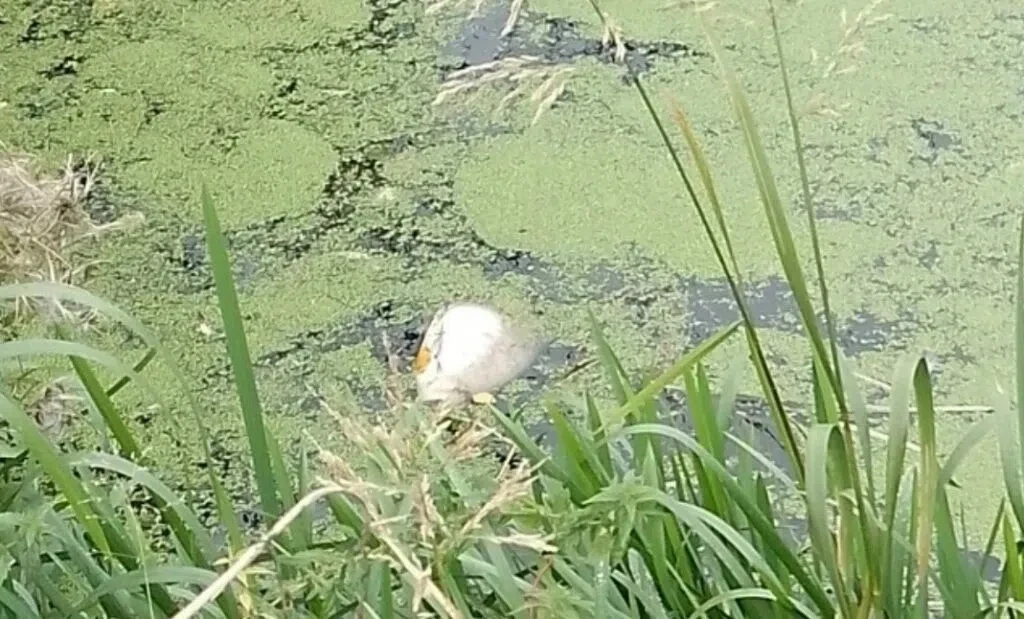 🐟 На реке Белилке в Костроме массово гибнет рыба