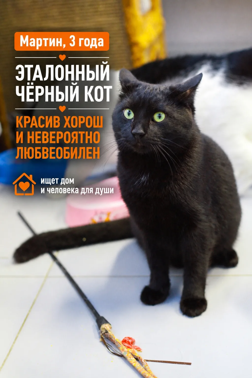 С недавнего времени у нас в приюте настоящее нашествие чёрных котят. Они, разумеется, б...