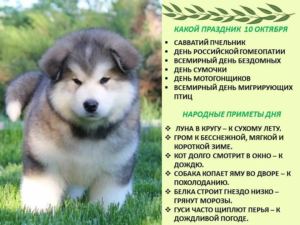 🔹️Сегодня 10 октября 2026 года, суббота