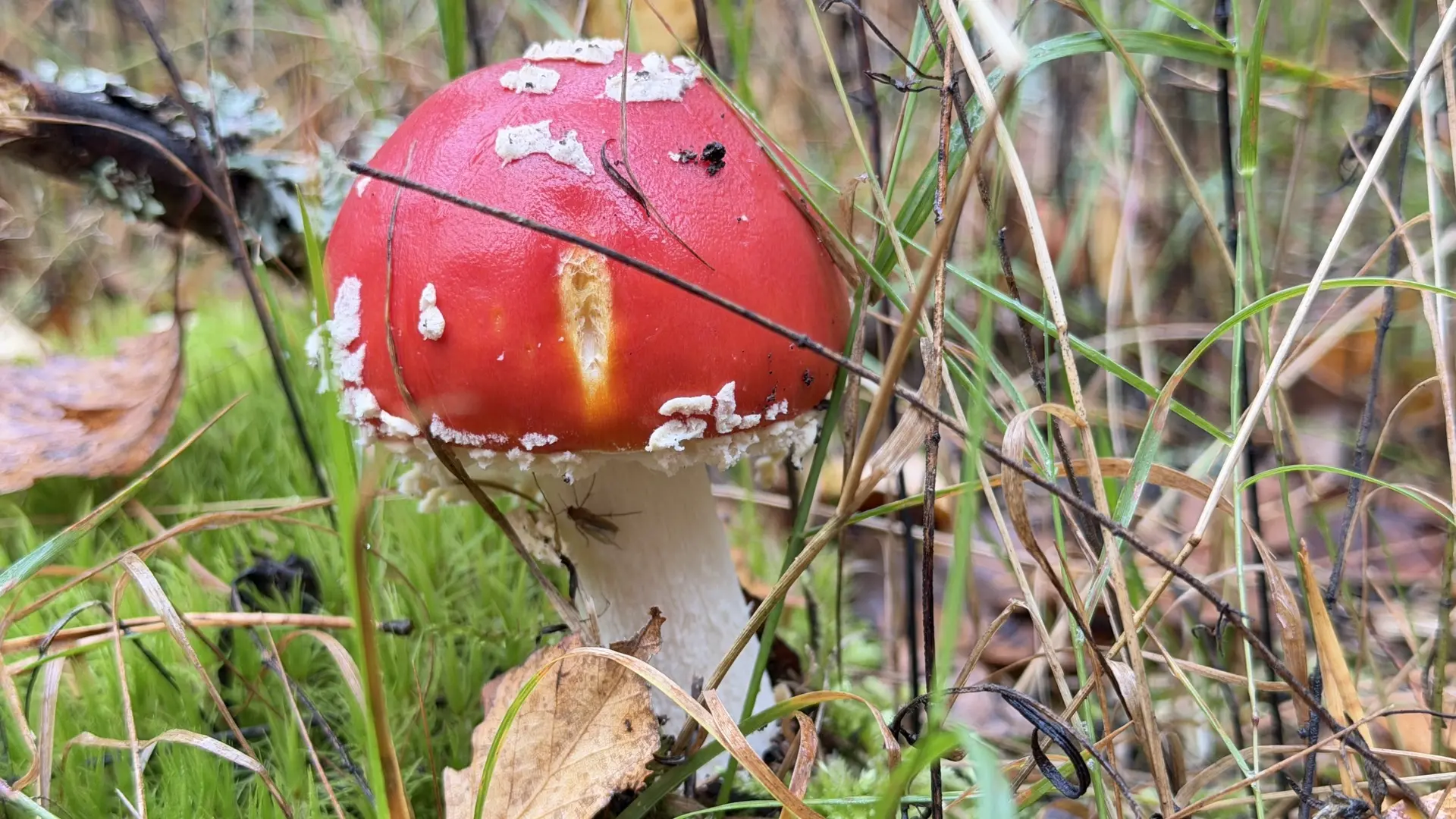 🍂 Доброе утро, Луховицы!