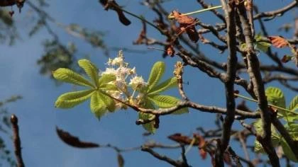 🌰 Осень обманула каштаны