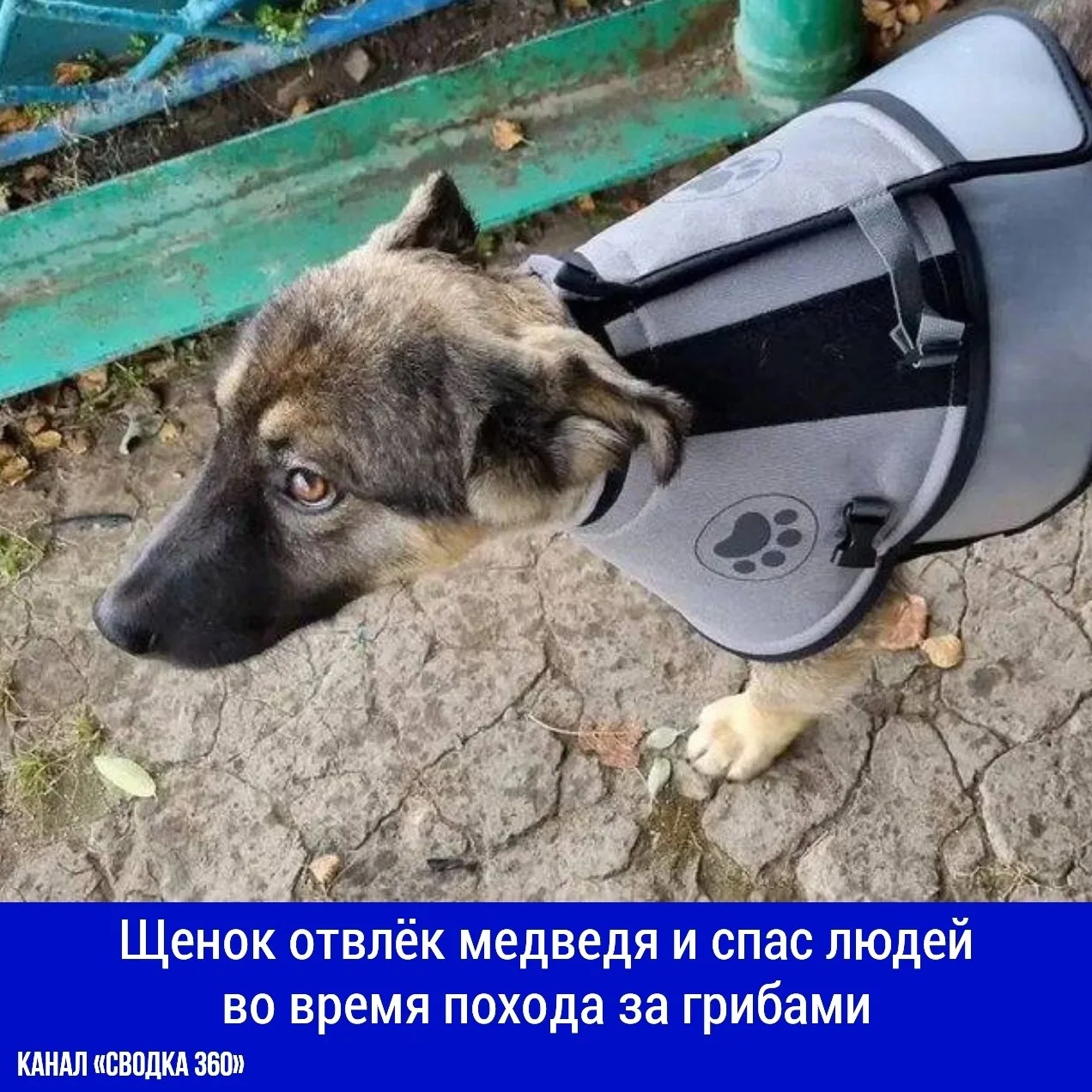 В Усть-Куте ветеринары оказали помощь 10-месячному щенку восточносибирской лайки, постр...