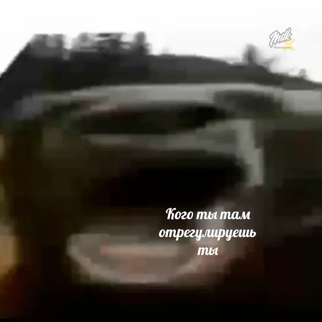 В Сочи могут отрегулировать численность медведей