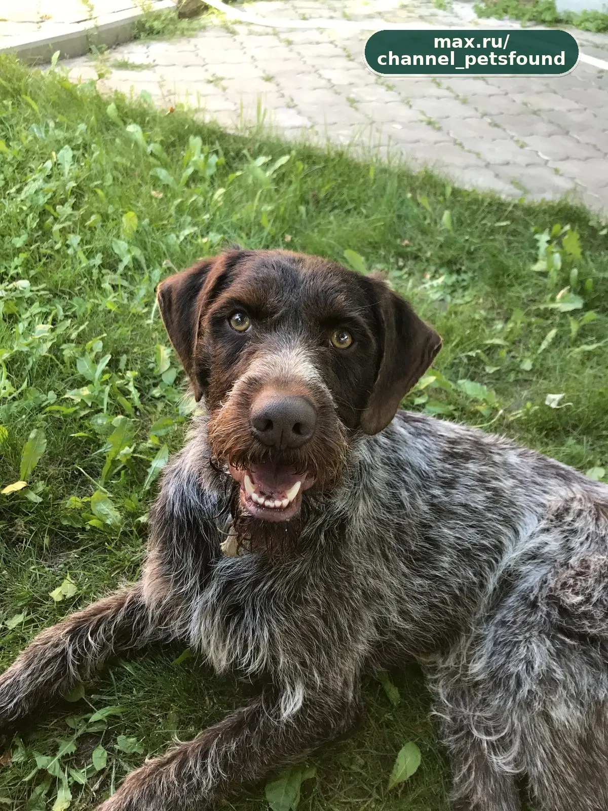 🐾 Пропал питомец — Цивильск