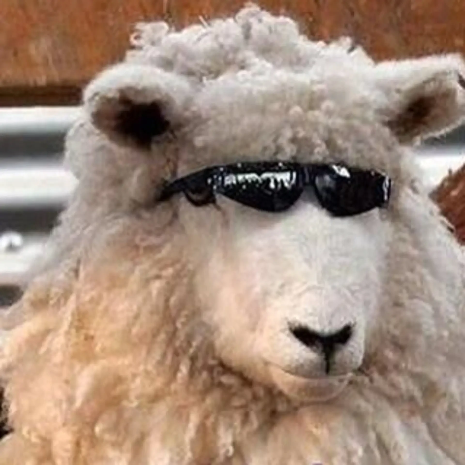 Овцы наели на 1,7 миллиона рублей 🐑