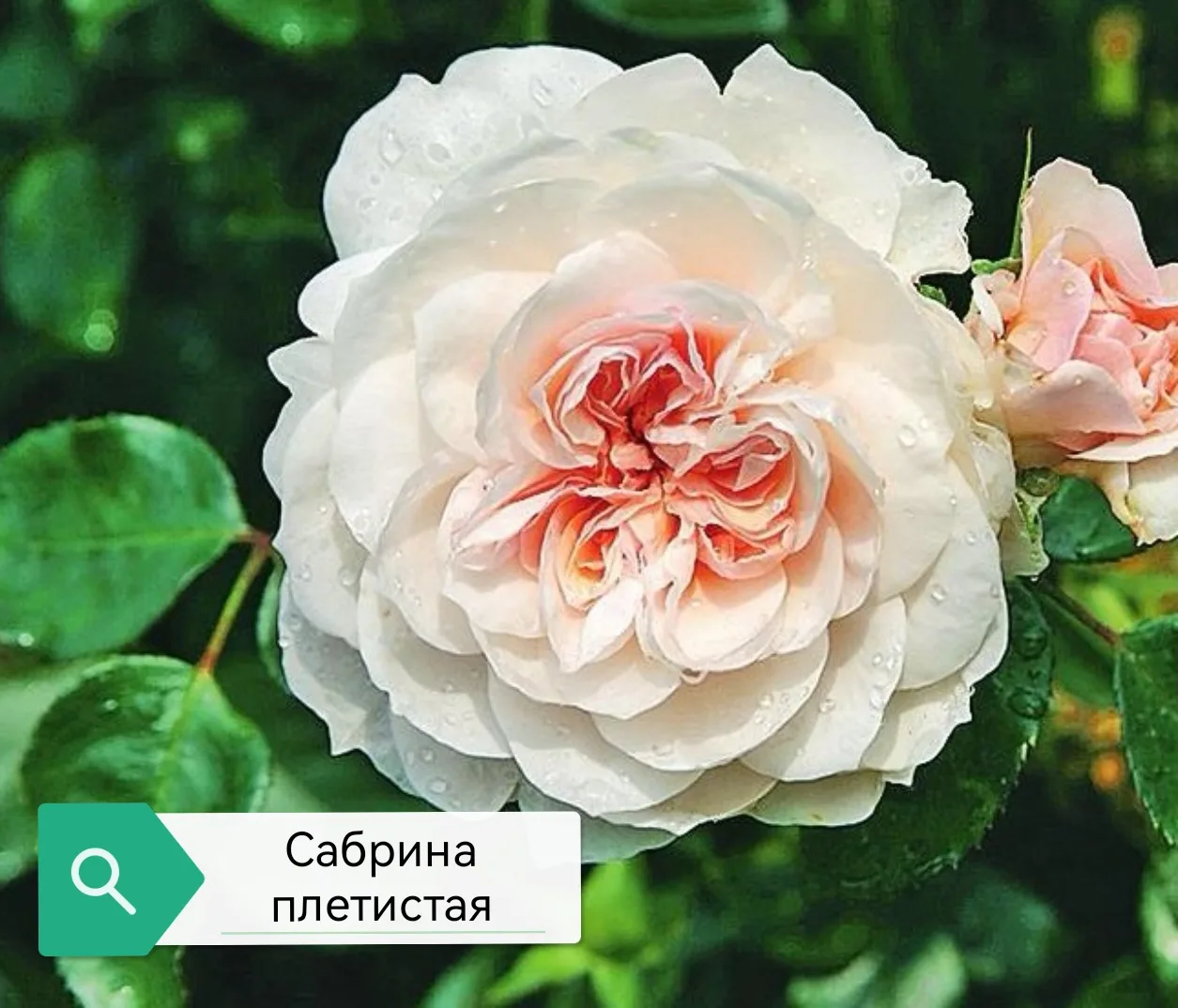 Роза плетистая «Сабрина» (Sabrina) — сорт французской селекции компании Meilland, созда...