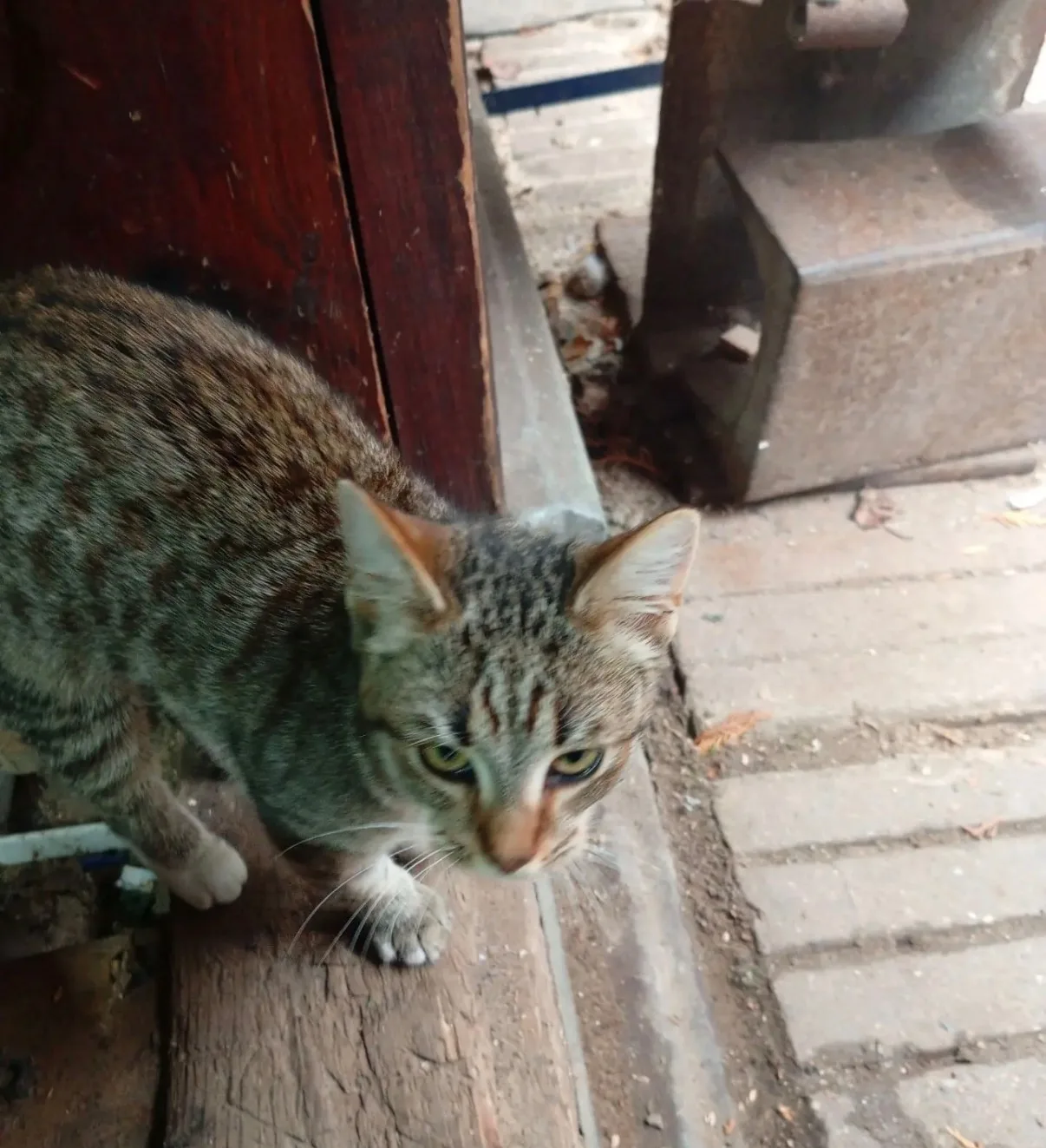 В районе мясокомбината прибилась кошечка . Видно , что хозяйская . Добрая и очень общит...