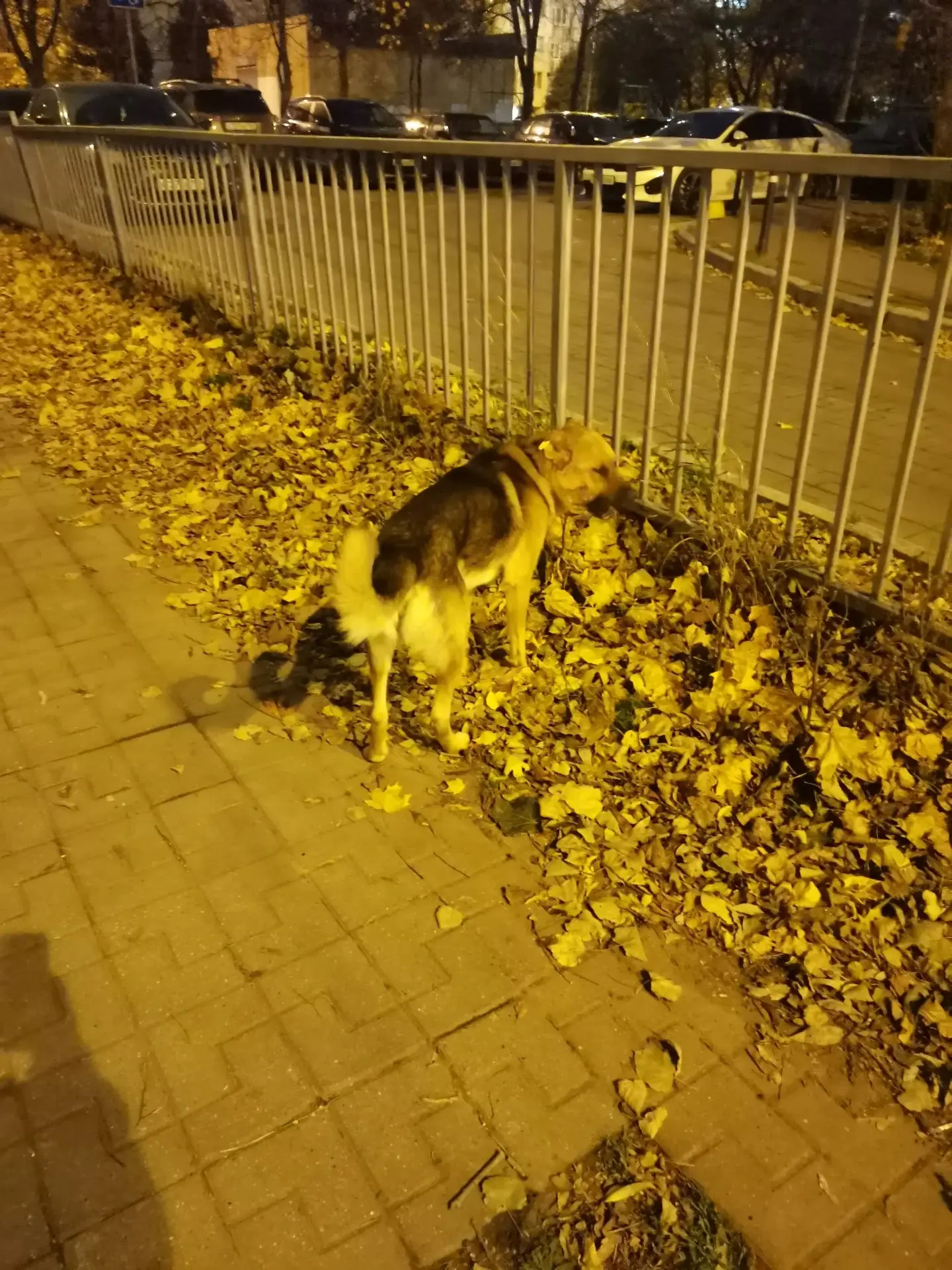 Присмотритесь, пожалуйста, вдруг кто-то ищет🐾