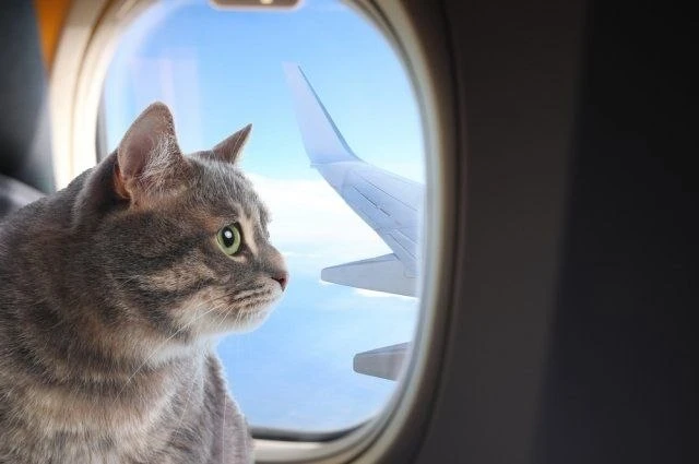 🐾 Орловские питомцы выезжали за границу