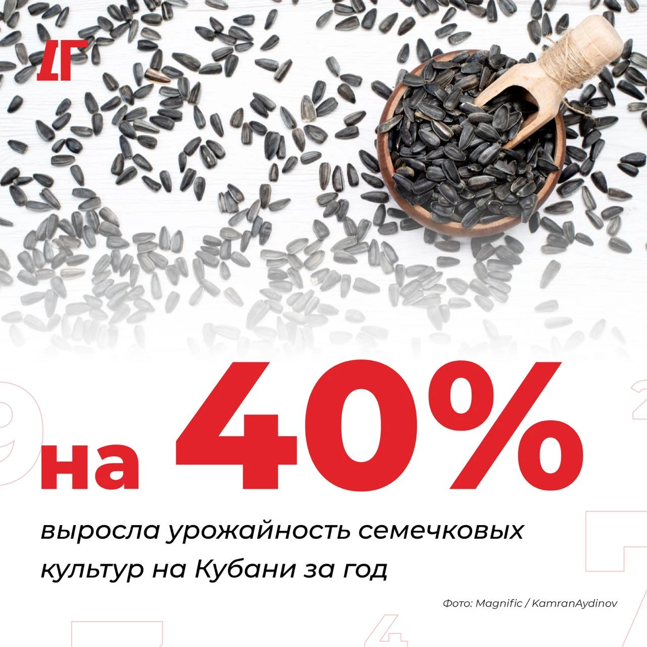 На Кубани урожайность семечковых культур выросла на 40% за год
