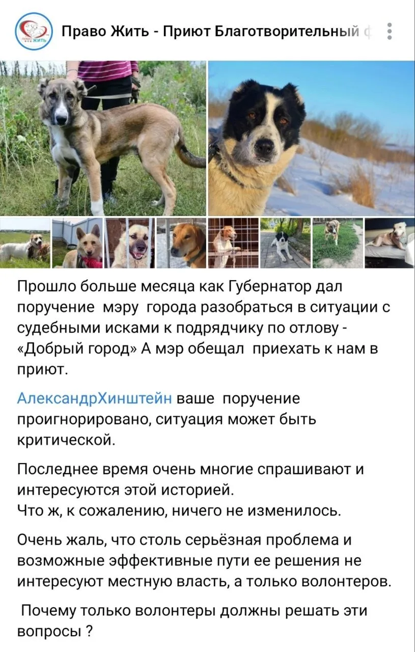 Зооволонтёры не дождались никаких действий мэра Курска Евгения Маслова по ситуации с су...