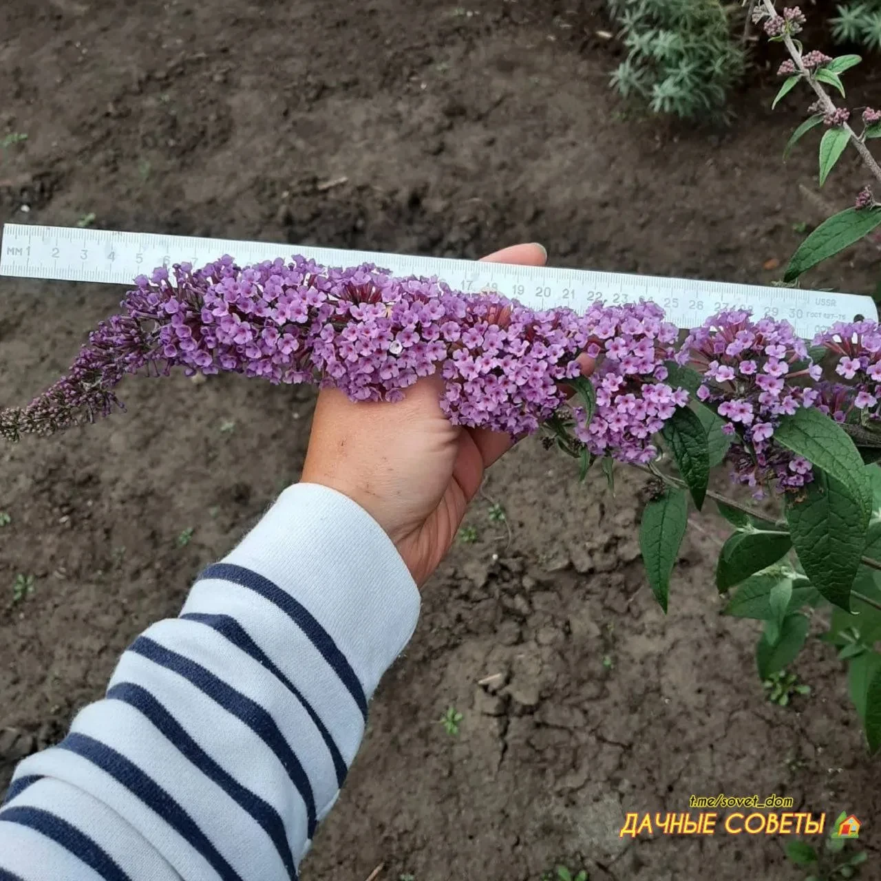 Буддлея Давида — изящное и довольно неприхотливое растение, которое заслуженно пользует...