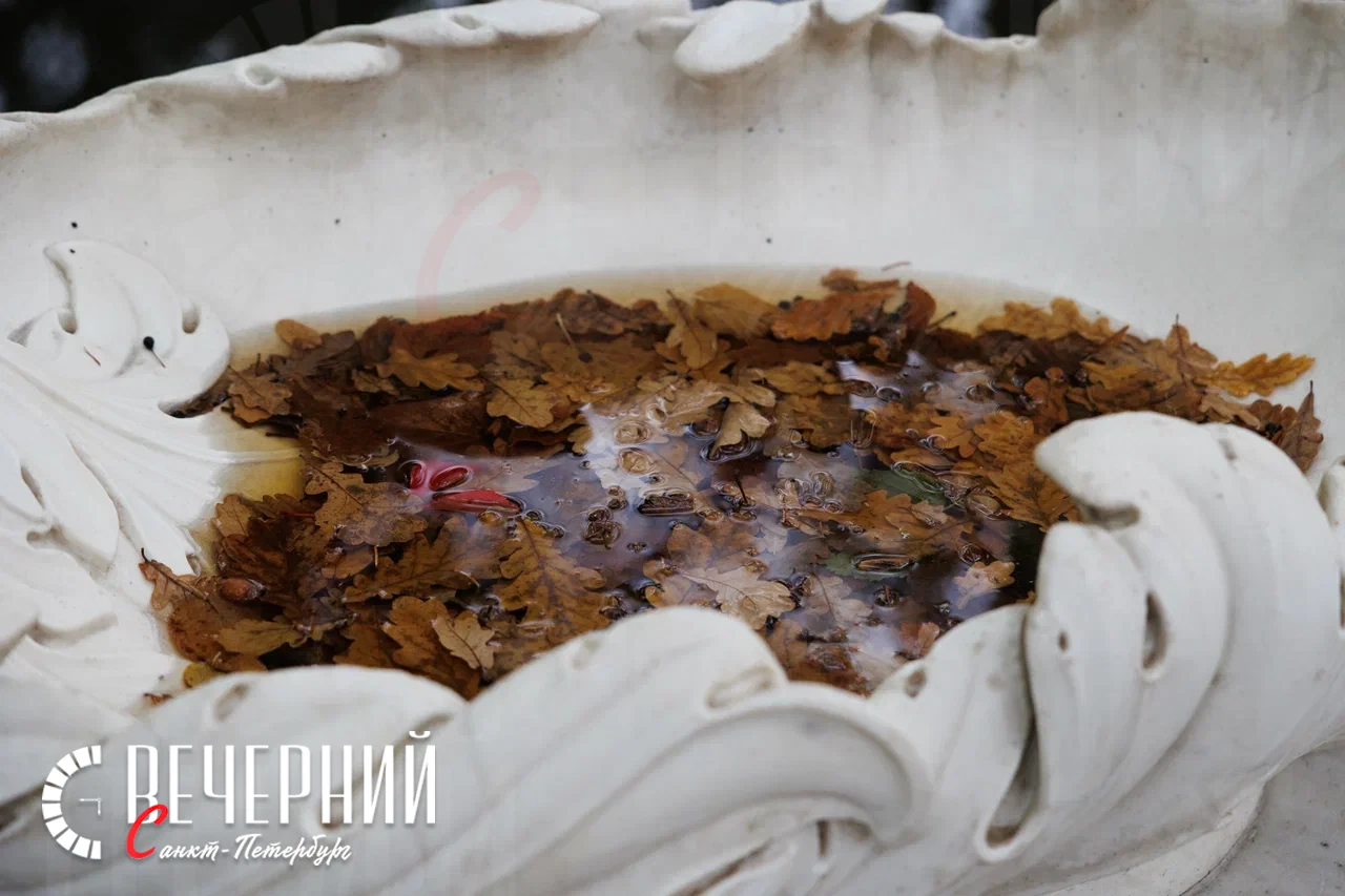 🍂 В Петербурге сегодня до +9 градусов