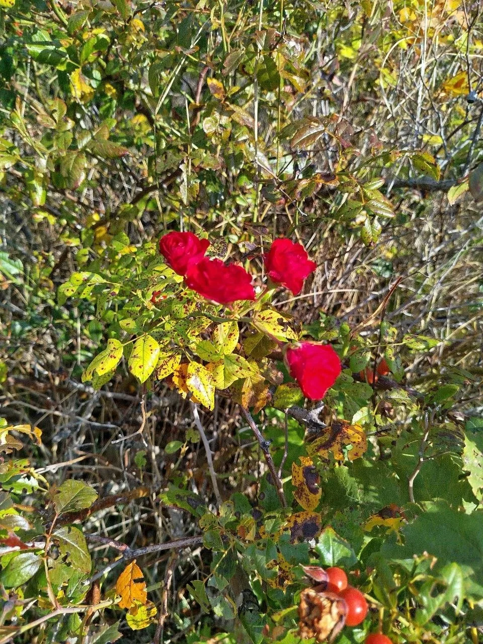 Марина сообщает, что снова зацвёл шиповник! 🌹