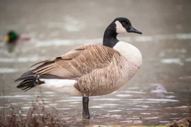 🪿 Канадская казарка (Branta canadensis)
