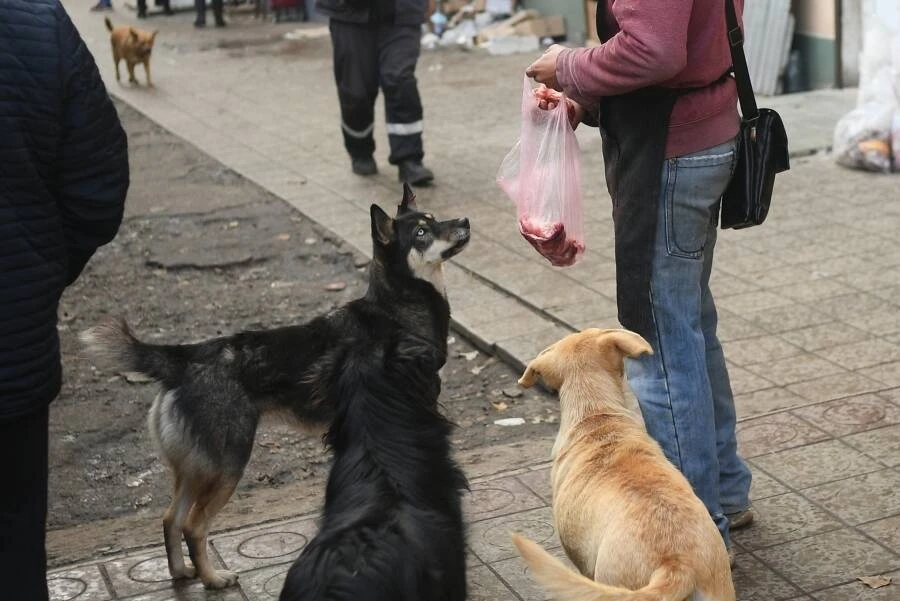 Власти НСО усилят контроль за бездомными собаками