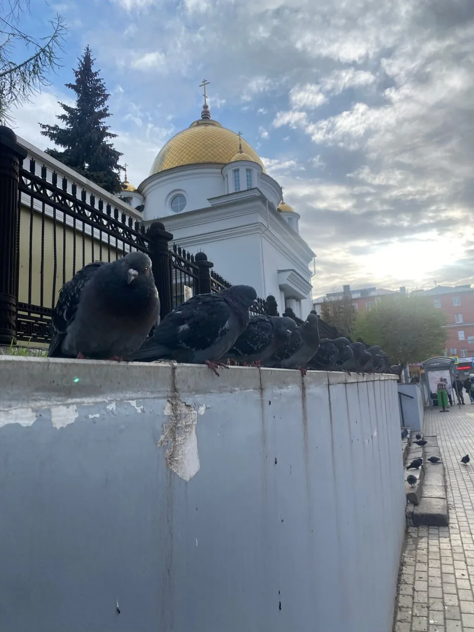 🐦Голуби собрались у собора Александра Невского
