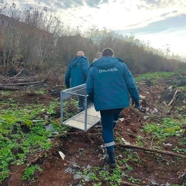🦊 В Кирово‑Чепецке ведут отлов лисы в 9‑м микрорайоне 🦊