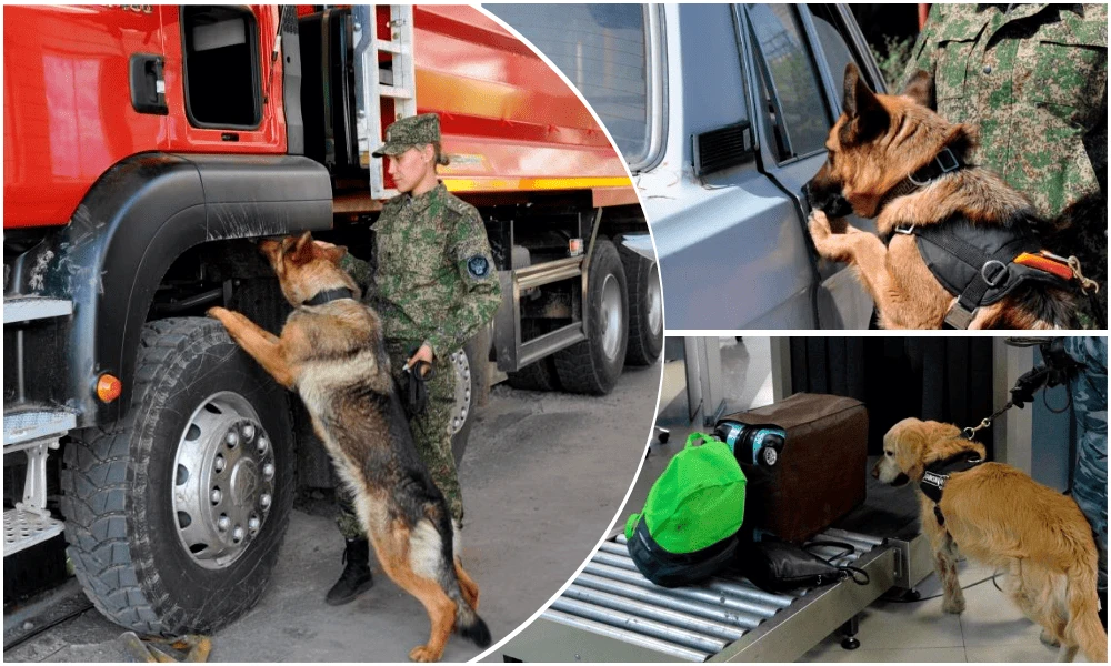 🐕‍🦺 На границе с Китаем: 93 случая контрабанды за 9 месяцев