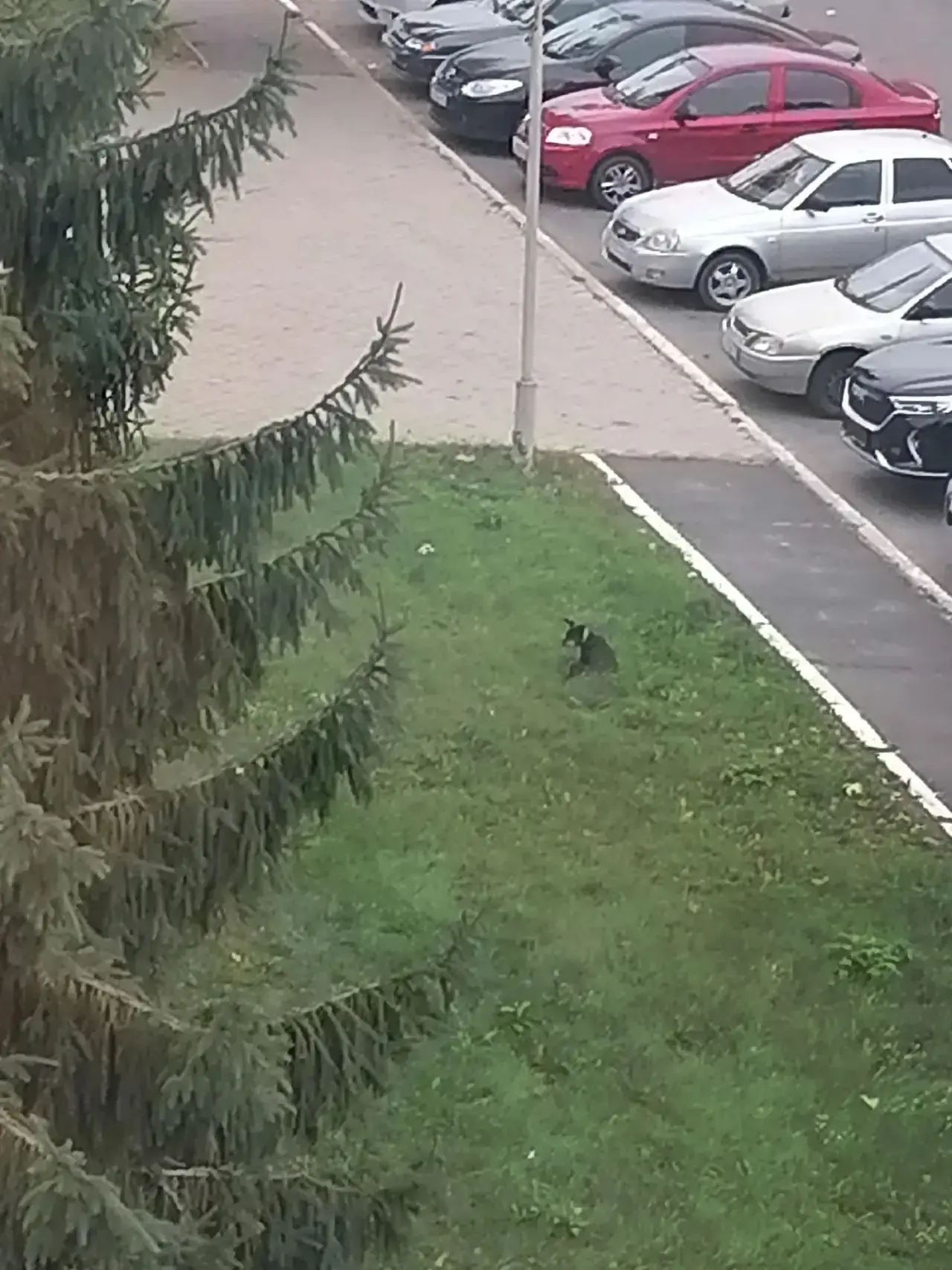 Чья собачка возле суда, с ошейником. С самого утра находится тут. Может кто потерял.