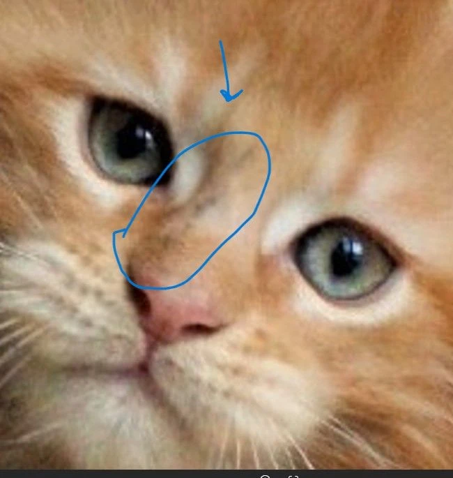 Мозаицизм у кошек