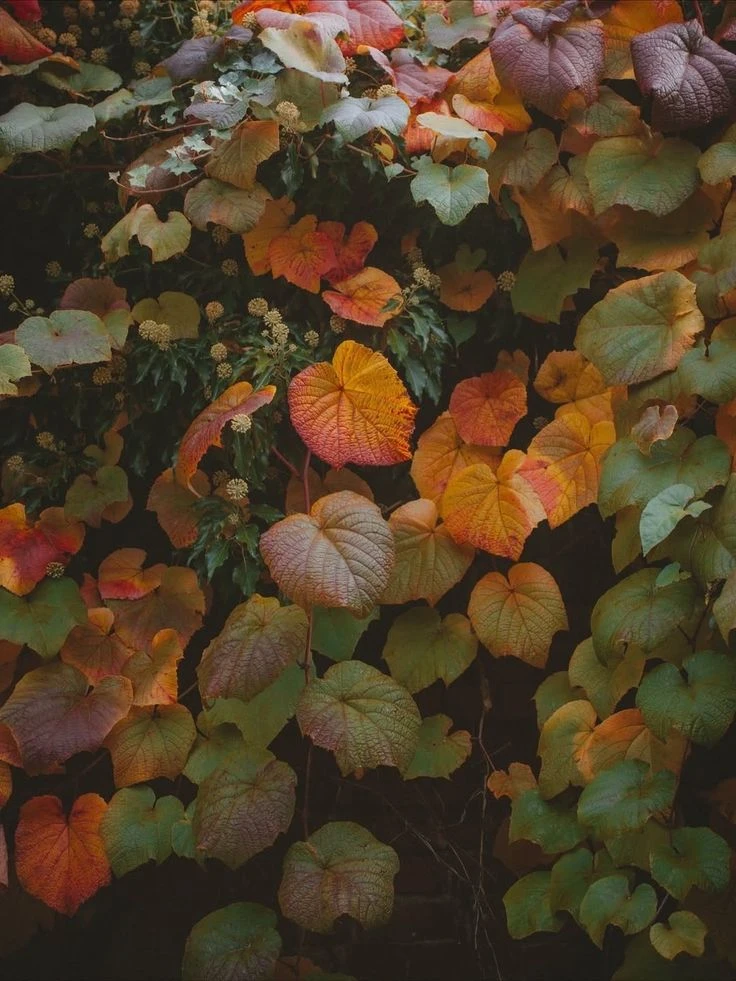 🍂Напоминаем об экскурсиях в октябре с БЕЛГОРОДСКИМ ЦЕНТРОМ ТУРИЗМА ✨