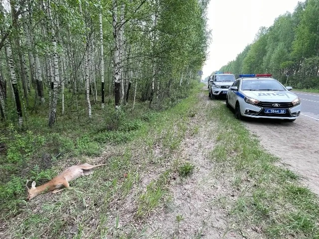 Косули на салдинской дороге