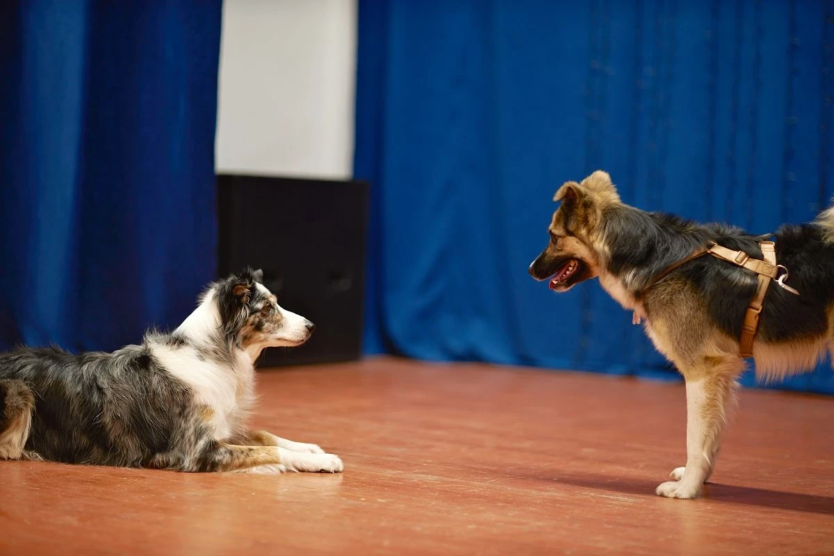🐶 Стартовали занятия по дрессировке собак