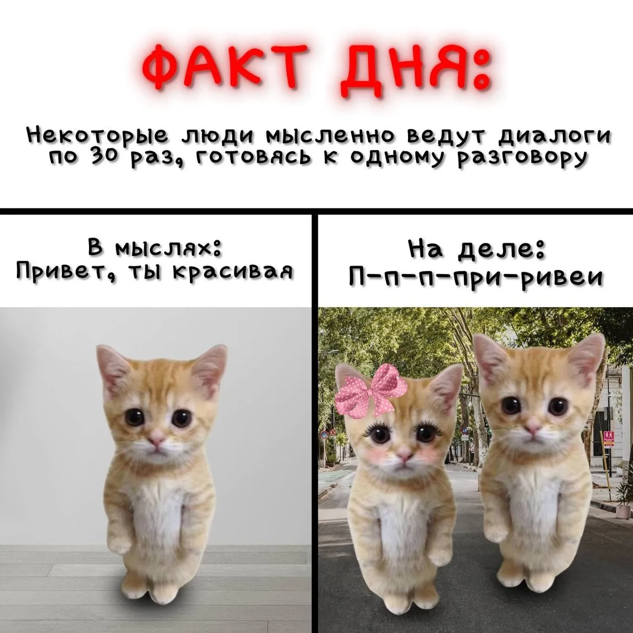 ФАКТ ДНЯ ОТ КОТЯТ 🙀🔥